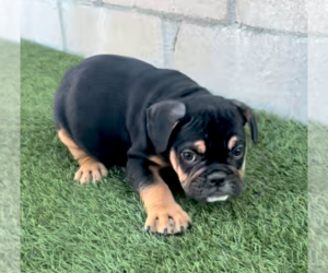 English Bulldogge Puppy for sale in SANTA MONICA, CA, USA