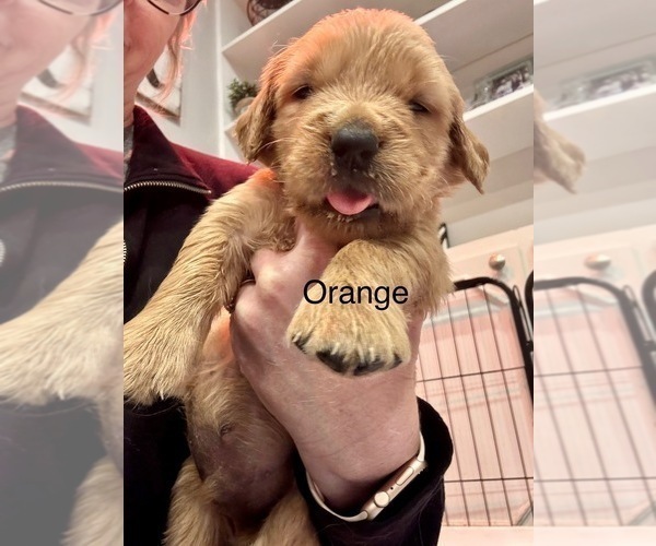 Medium Photo #4 Golden Retriever Puppy For Sale in GRAND RAPIDS, MI, USA