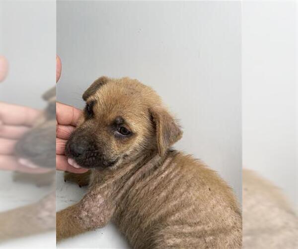 Medium Photo #1 German Shepherd Dog Puppy For Sale in Houston, TX, USA