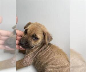 German Shepherd Dog Dogs for adoption in Houston, TX, USA
