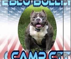 Father of the American Bully puppies born on 03/30/2022