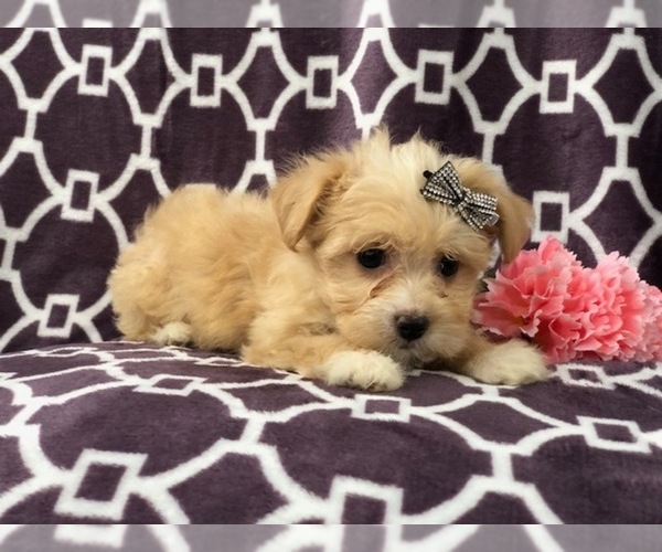 Medium Photo #6 Maltipoo Puppy For Sale in LAKELAND, FL, USA