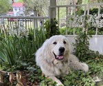 Small Photo #1 Great Pyrenees Puppy For Sale in STOKES, NC, USA