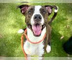 Small #1 American Staffordshire Terrier Mix