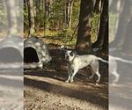 Small #6 American Bulldog-Labrador Retriever Mix