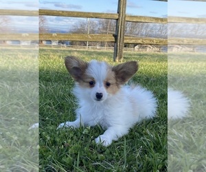 Papillon Puppy for sale in CANOGA, NY, USA