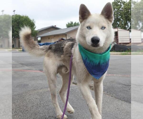 Medium Photo #1 Huskies -Unknown Mix Puppy For Sale in San Antonio, TX, USA