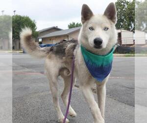 Huskies -Unknown Mix Dogs for adoption in San Antonio, TX, USA