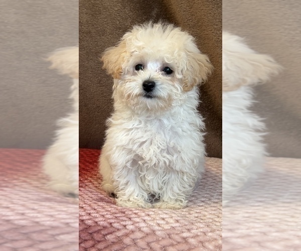 Medium Photo #4 Poodle (Toy) Puppy For Sale in MARTINSVILLE, IN, USA