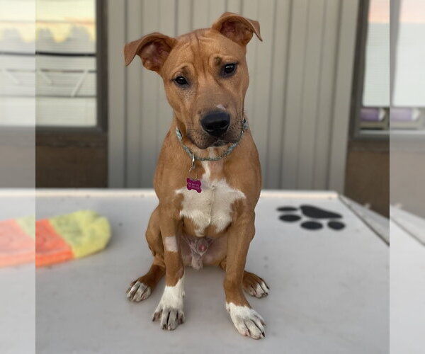 Medium Photo #1 Mutt Puppy For Sale in Fargo, ND, USA