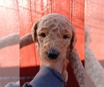 Small Photo #6 Poodle (Standard) Puppy For Sale in BRADFORDSVILLE, KY, USA