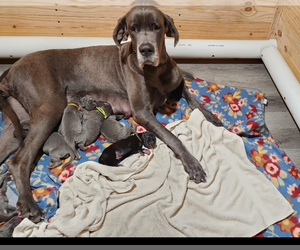 Mother of the Great Dane puppies born on 11/22/2023