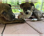 Small #4 American Pit Bull Terrier-American Staffordshire Terrier Mix