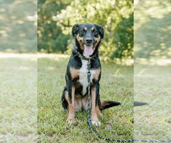 Medium Photo #1 Greater Swiss Mountain Dog-Labrador Retriever Mix Puppy For Sale in Attalka, AL, USA