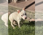 Puppy Mouse American Bully