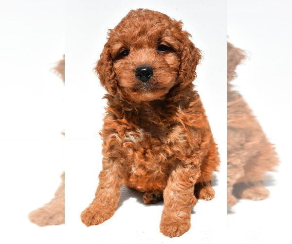 Medium Photo #54 Goldendoodle mix (+ Poodle Miniature) Puppy For Sale in DURHAM, CT, USA