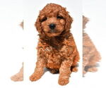 Small #53 Goldendoodle mix (+ Poodle Miniature)