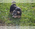 Puppy Kory Yorkshire Terrier-Zuchon Mix