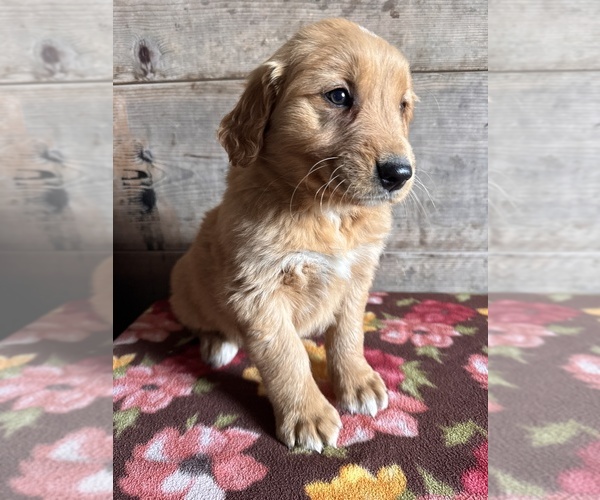 Medium Photo #10 Golden Retriever Puppy For Sale in VERMONTVILLE, MI, USA