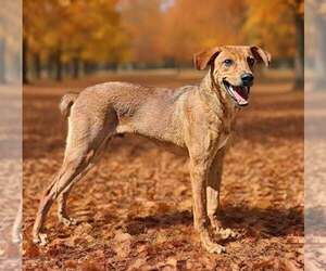 Buddy 26/743 - Male German Pinscher-Unknown Mix Dog for Adoption