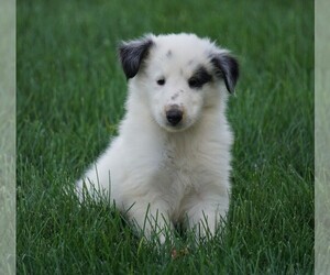Collie Puppy for sale in FREDERICKSBG, OH, USA
