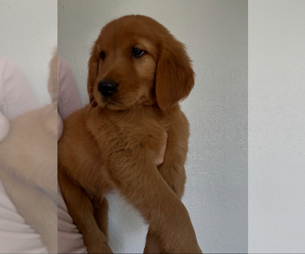 Medium Photo #3 Golden Retriever Puppy For Sale in DAVENPORT, FL, USA