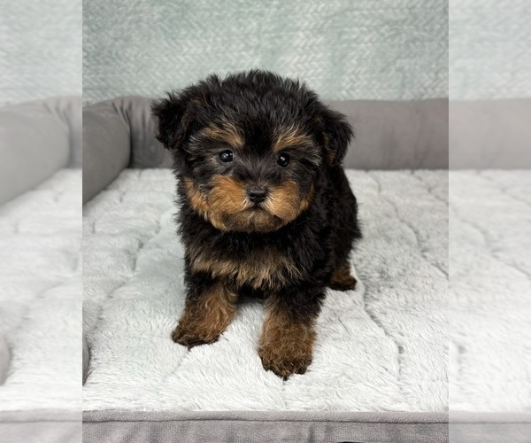 Medium Photo #2 YorkiePoo Puppy For Sale in FRANKLIN, IN, USA