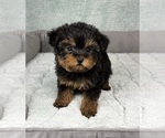 Small #1 YorkiePoo