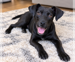 Rosie - Female Labrador Retriever-Unknown Mix Dog for Adoption - Small photo
