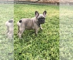 Small Photo #56 French Bulldog Puppy For Sale in WHITTIER, CA, USA