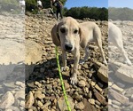 Small #3 Mutt