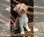 Small Photo #10 YorkiePoo Puppy For Sale in BLUE MOUND, TX, USA