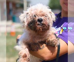 Maltese-Unknown Mix Dogs for adoption in San Antonio, TX, USA