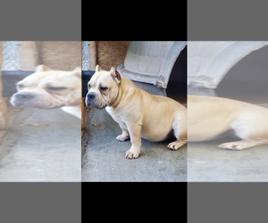 Mother of the American Bully puppies born on 01/04/2023