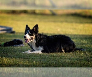 Border Collie Dogs for adoption in FORT MITCHELL, AL, USA