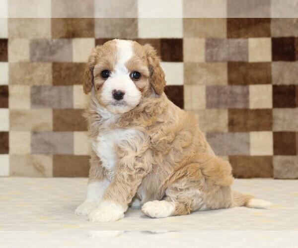 Medium Photo #5 Bernedoodle (Miniature)-Cavapoo (Miniature) Mix Puppy For Sale in DENVER, PA, USA