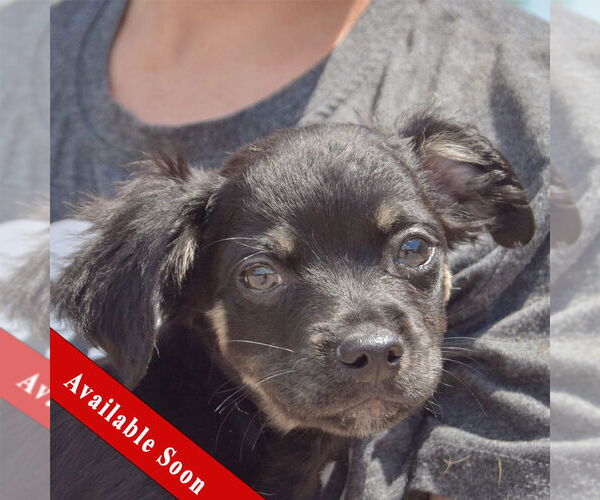 Medium Photo #1 Chion Puppy For Sale in Huntley, IL, USA