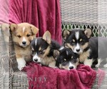 Small #2 Pembroke Welsh Corgi