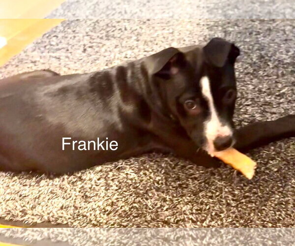 Medium Photo #2 American Pit Bull Terrier-Unknown Mix Puppy For Sale in Holly Springs, NC, USA