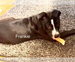 Small #1 American Pit Bull Terrier Mix