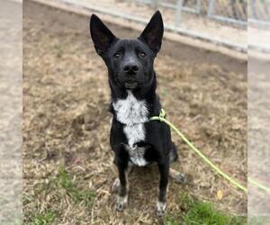 German Shepherd Dog-Unknown Mix Dogs for adoption in Modesto, CA, USA