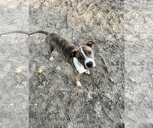 Jimmy - Louisiana Litter - Male Mutt Dog for Adoption - Photo #16