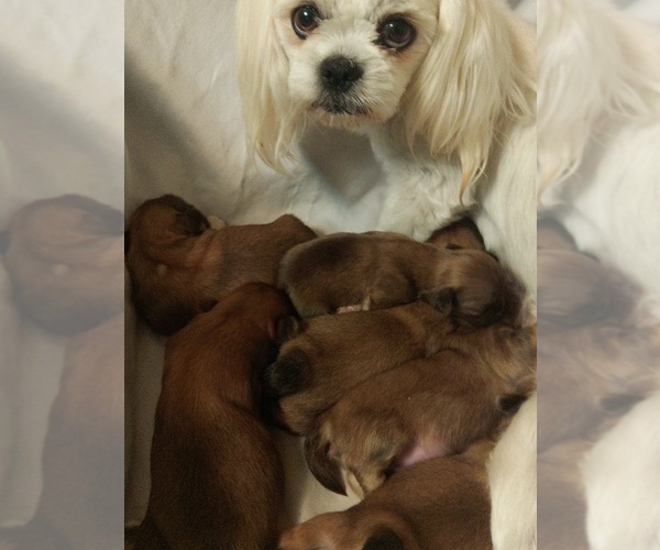 Medium Photo #1 Shih Tzu Puppy For Sale in FANNING SPGS, FL, USA
