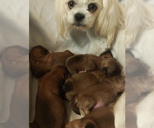 Shih Tzu Puppy for Sale in FANNING SPGS, Florida USA