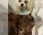 Image preview for Ad Listing. Nickname: Litter of 5