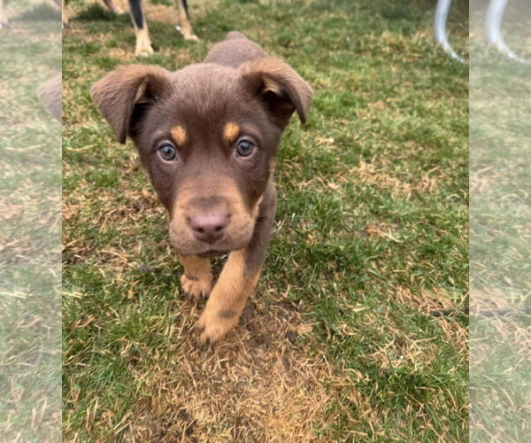 Medium Photo #1 Mutt Puppy For Sale in Sandy, UT, USA