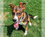 Small #1 Australian Shepherd Mix