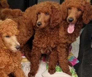 Poodle (Standard) Puppy for sale in ELSBERRY, MO, USA