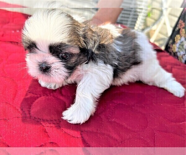Medium Photo #30 Shih Tzu Puppy For Sale in MOORESVILLE, NC, USA