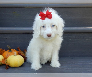 Cockapoo (Miniature) Puppy for sale in WOOSTER, OH, USA